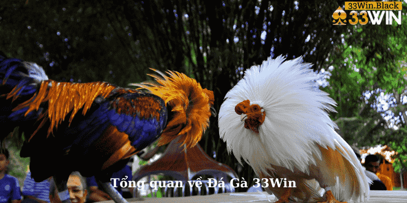 Tổng quan về Đá Gà 33Win